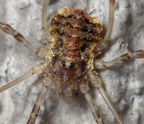Paroligolophus agrestis