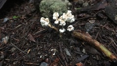 Cordyceps sinclairii