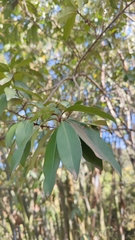 Myrsine seguinii