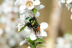 Amenia chrysame
