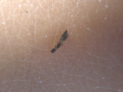 Sclerodermus