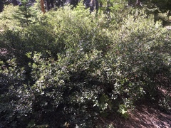 Heteroecus pacificus