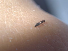 Sclerodermus