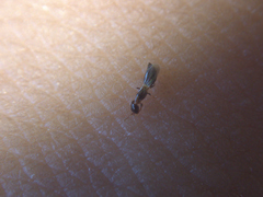 Sclerodermus