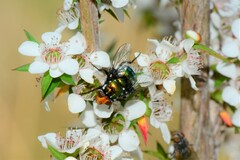 Amenia chrysame