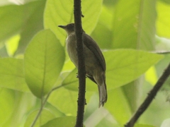 Pycnonotus simplex