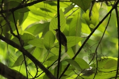 Pycnonotus simplex