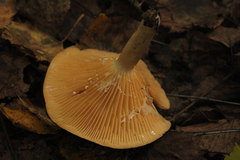 Lactarius flexuosus