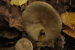 Lactarius flexuosus