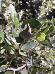 Heteroecus pacificus