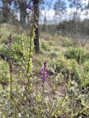 Swainsona microphylla