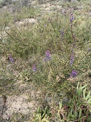 Swainsona microphylla