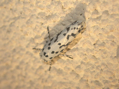 Ethmia notatella