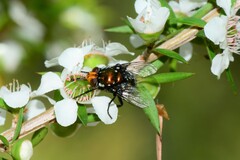 Amenia chrysame