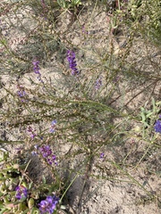 Swainsona microphylla