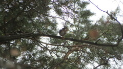 Turdus pilaris