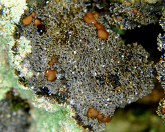 Fuscopannaria pacifica