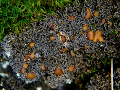 Fuscopannaria pacifica