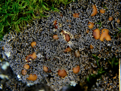 Fuscopannaria pacifica