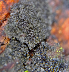 Scytinium intermedium