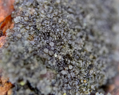 Scytinium intermedium