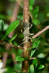 Pempsamacra pygmaea