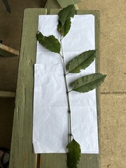 Polyscias australiana