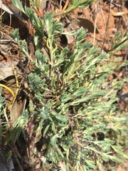 Enchylaena tomentosa