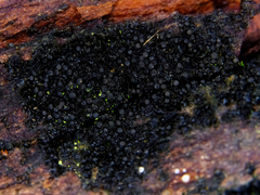 Scytinium intermedium