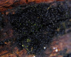 Scytinium intermedium