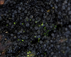 Scytinium intermedium