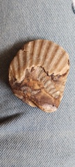Aequipecten tehuelchus