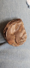 Aequipecten tehuelchus