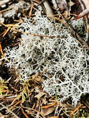 Pseudevernia consocians