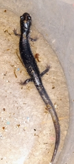 Plethodon glutinosus