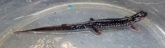 Plethodon glutinosus