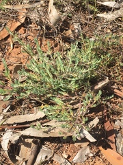 Enchylaena tomentosa