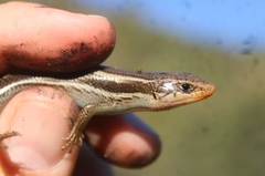 Plestiodon skiltonianus skiltonianus