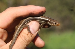 Plestiodon skiltonianus skiltonianus