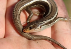 Plestiodon skiltonianus skiltonianus