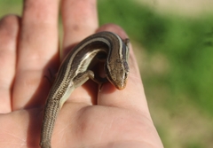 Plestiodon skiltonianus skiltonianus