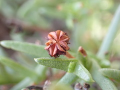 Ruschia uitenhagensis