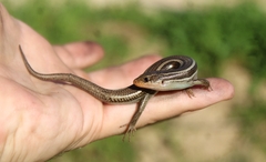 Plestiodon skiltonianus skiltonianus