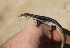 Plestiodon skiltonianus skiltonianus