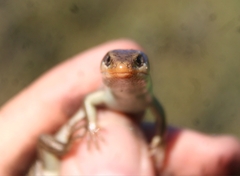 Plestiodon skiltonianus skiltonianus