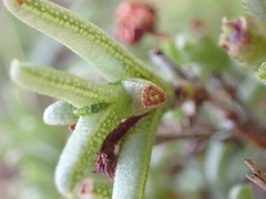 Ruschia uitenhagensis