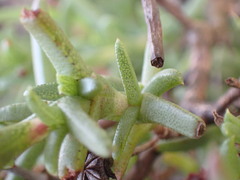 Ruschia uitenhagensis