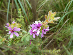 Bauera sessiliflora
