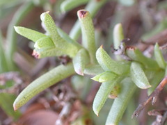 Ruschia uitenhagensis