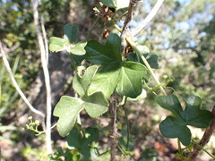 Kedrostis nana